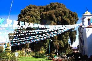 Ein riesiger, historischer Baum mit einer extrem dichten, grünen Krone dominiert das Bild. Vor dem Baum sind mehrere Reihen bunter Gebetsfahnen oder Wimpelketten („Papel Picado“) gespannt, die im Sonnenlicht leuchten. Rechts im Bild ist die weiße Fassade einer Kirche mit einem Glockenturm und einer gelben Kuppel zu sehen. Die Szene spielt an einem sonnigen Tag unter strahlend blauem Himmel in einem gepflegten Park oder Kirchplatz.