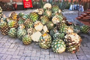 Ein großer Haufen frisch geernteter Agavenherzen (Piñas) liegt auf einem gepflasterten Innenhof. Die borkigen, stacheligen Früchte sind in verschiedenen Grün- und Brauntönen gehalten. Im Hintergrund ist ein rotes Schild mit der Aufschrift „Mezcal Artesanal, El Rey de Matatlán“ und weitere Agavenpflanzen zu sehen.